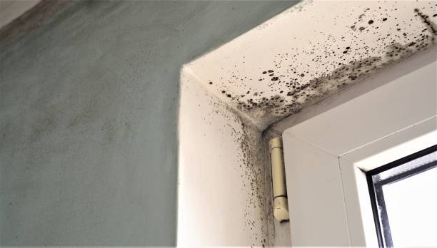 Best Forensic Mold Investigation  in Estill, SC