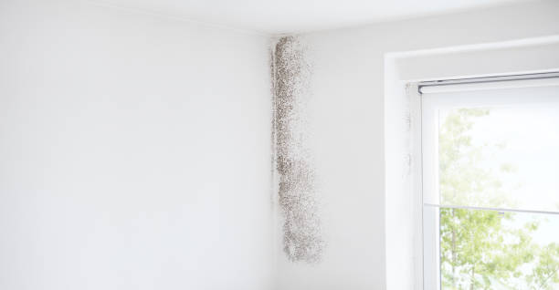 Best Environmental Consulting for Mold Prevention  in Estill, SC