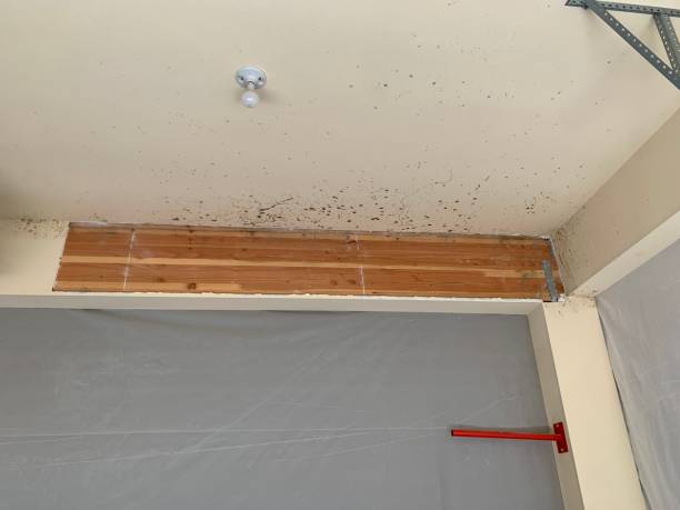 Best Mold-Related Health Consultation  in Estill, SC